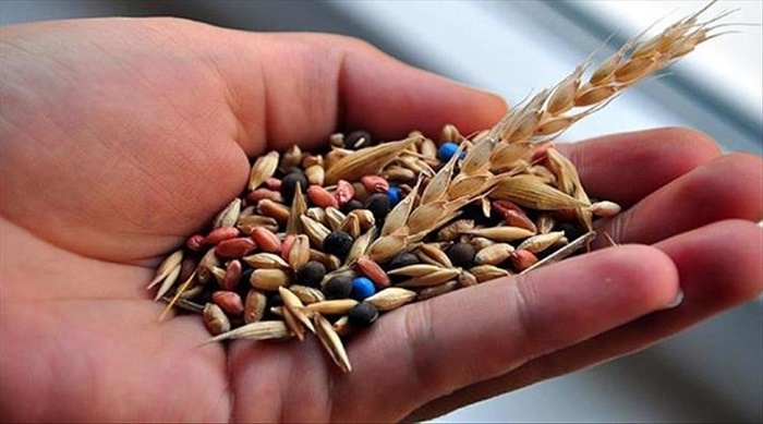 Türkiye tohumda ihracatçı pozisyonunu sürdürüyor