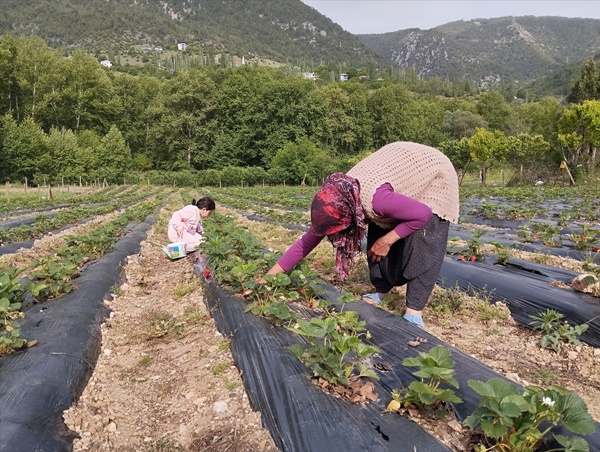 Adana'da destekle kurulan bahçeden müşteriler satın alacakları çilekleri kendileri topluyor