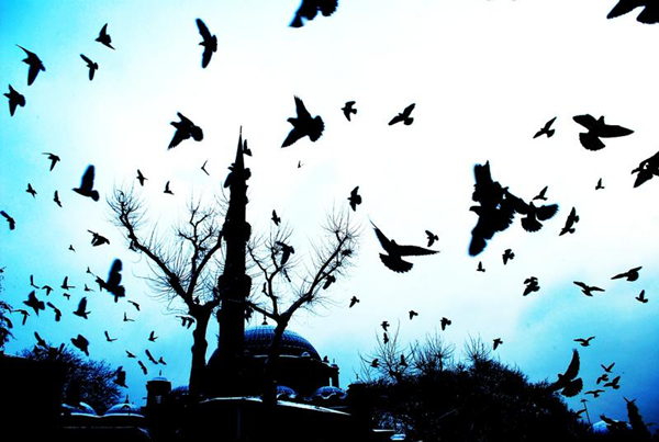 'Emine Annemiz Hakka YÃ¼rÃ¼dÃ¼'
