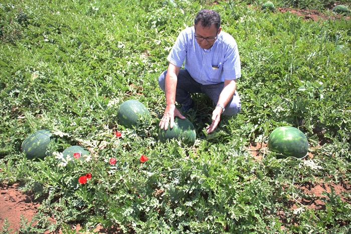 adana-karpuzu-0.jpg