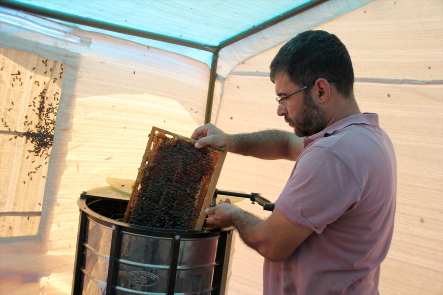 toroslarda-bal-hasadi-2.jpg